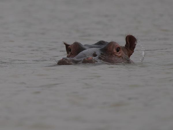 <h3><a href="/trips/gambia/biota/animalia/chordata/mammalia/artiodactyla/hippopotamidae/hippopotamus amphibius/hippopotamus amphibius-en.html">Hippopotamus&nbsp;amphibius</a> / Common&nbsp;hippopotamus / Nijlpaard</h3>OM-1 Mark II with OLYMPUS M.150-400mm F4.5, 1/2000 sec at F4.5, ISO 500, distance 33.8&nbsp;m